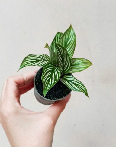 Calathea Vittata