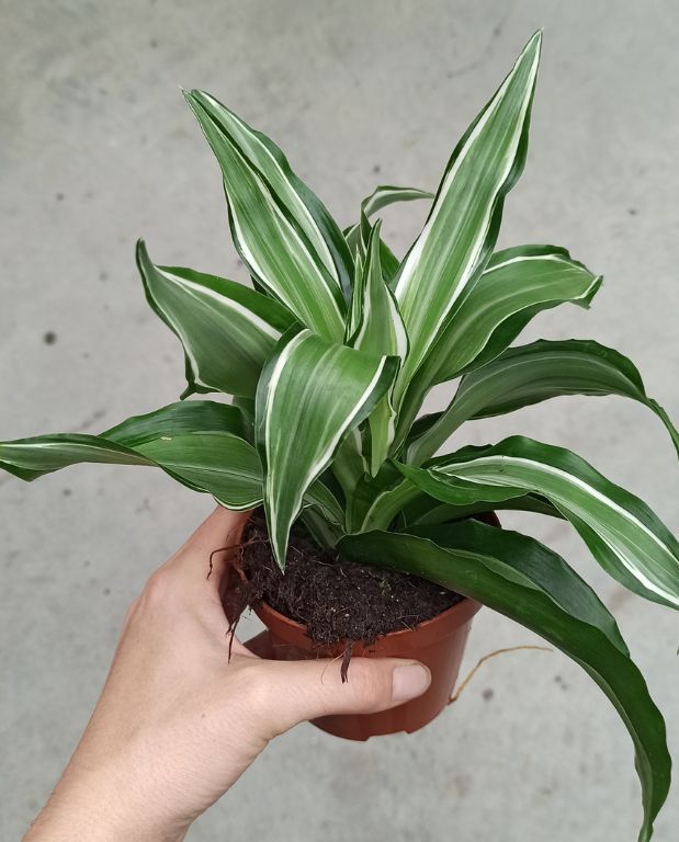 Dracaena deremensis, touffe de longues feuilles arquées