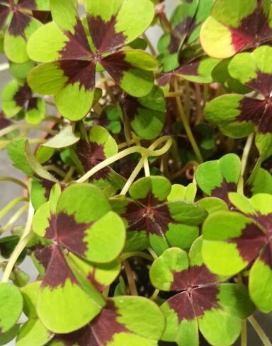 Oxalis Deppei Iron Cross alternative