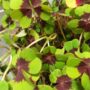 Oxalis Deppei Iron Cross