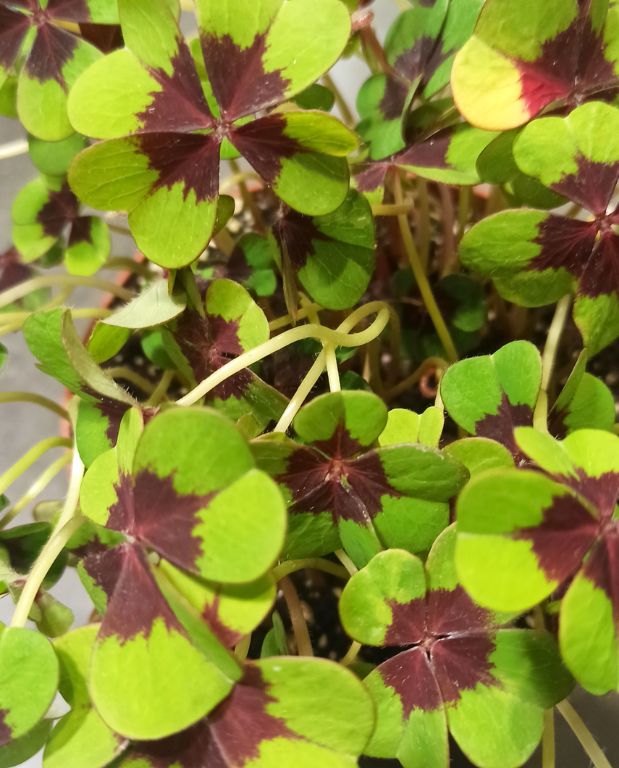 Oxalis Deppei Iron Cross