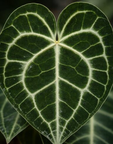 Anthurium Clarinervium alternative