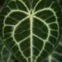 Anthurium Clarinervium