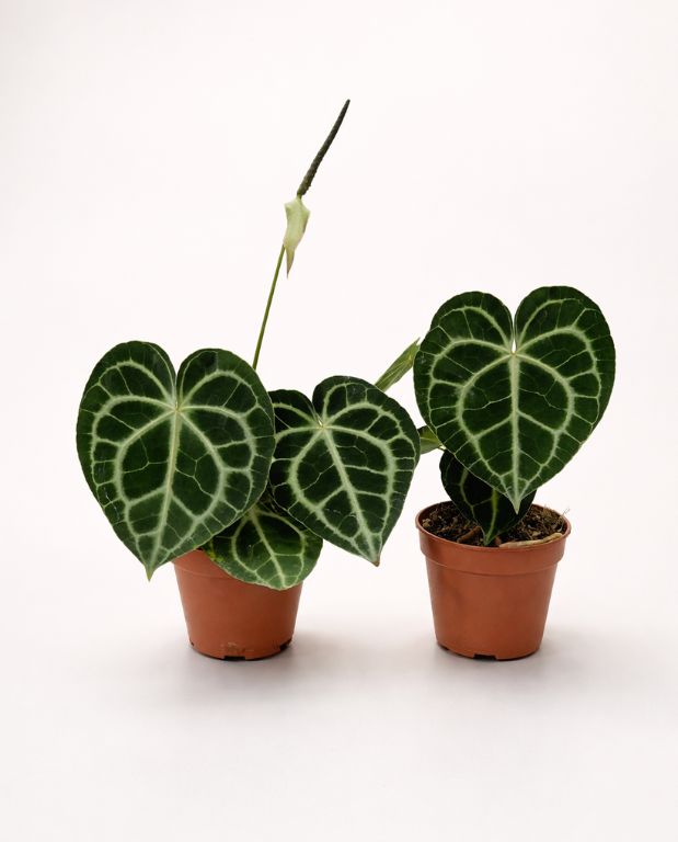 Anthurium Clarinervium