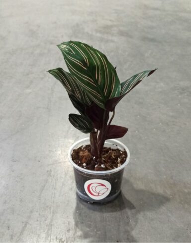 Calathea Sanderiana Ornata