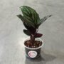 Calathea Sanderiana Ornata