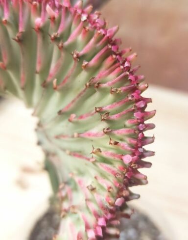 Euphorbia lactea cristata alternative