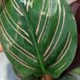 Calathea Sanderiana Ornata