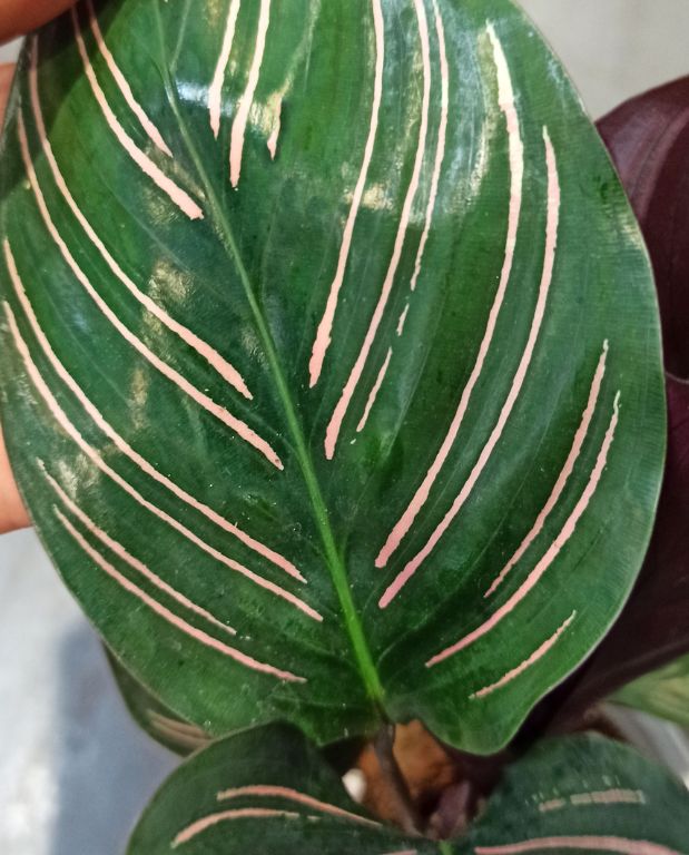 Calathea Sanderiana Ornata