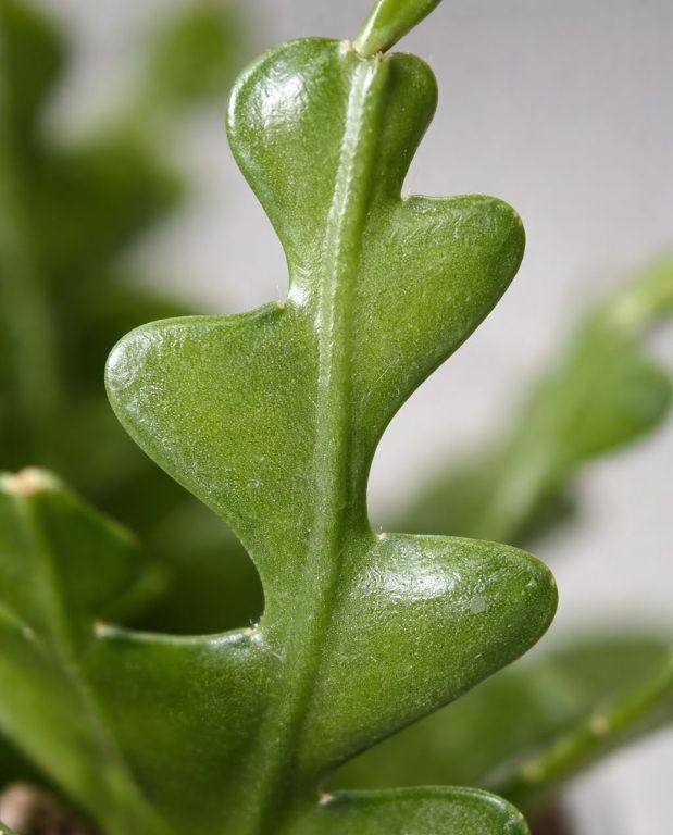 epiphyllum angulliger