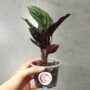 Calathea Sanderiana Ornata