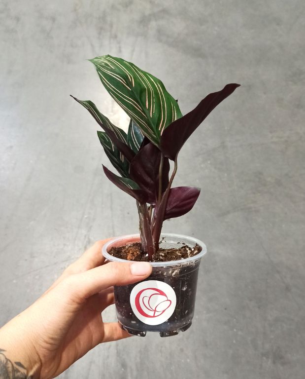 Calathea Sanderiana Ornata