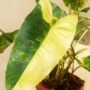 Philodendron burlemarx variegata