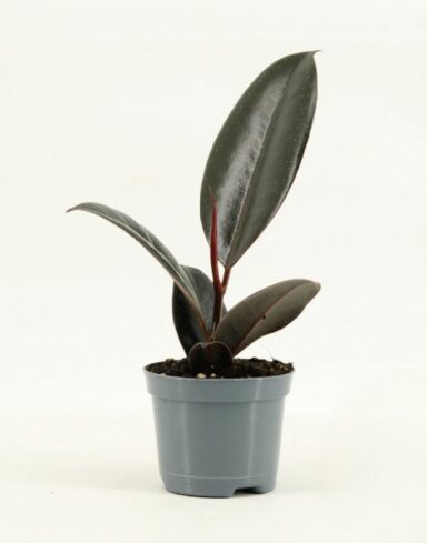 ficus abidjan