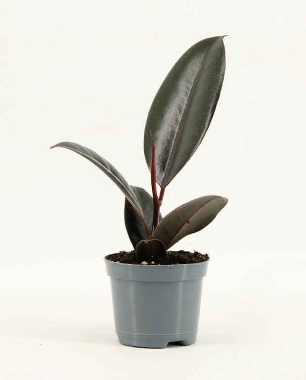 ficus abidjan