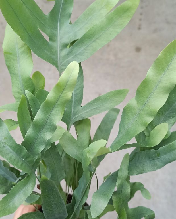 Phlebodium aureum Blue Star - IndoorPoppies