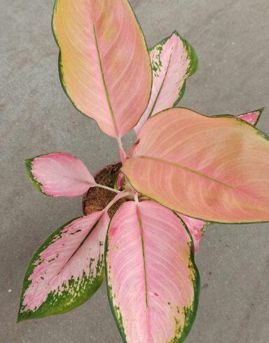 Aglaonema flamingo alternative