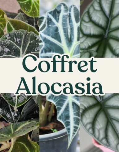 coffret alocasia