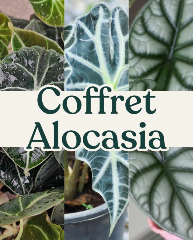 coffret alocasia