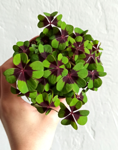 Coffret Oxalis alternative