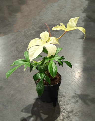 philodendron florida ghost mix aroid