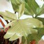 philodendron florida ghost (2)