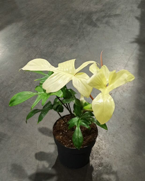 philodendron florida ghost taille L 17cm