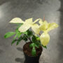 philodendron florida ghost taille L 17cm