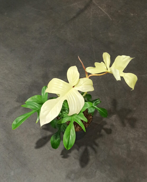 philodendron florida ghost feuilles variegata
