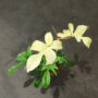 philodendron florida ghost feuilles variegata