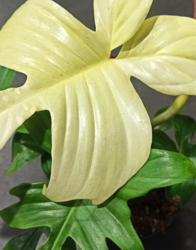 Philodendron Florida Ghost alternative