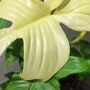 philodendron florida ghost gros plan feuille blanche