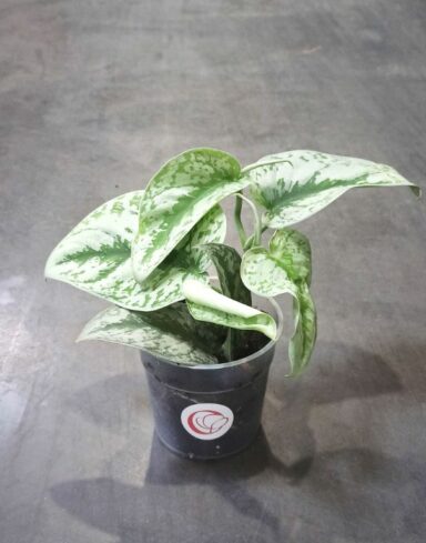 Scindapsus pictus trebie
