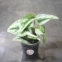 Scindapsus pictus trebie