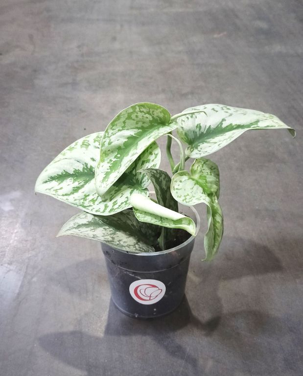 Scindapsus pictus trebie