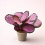Calathea Roseopicta Crimson