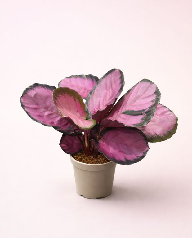 Calathea Roseopicta Crimson