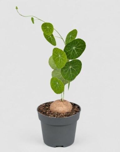 Stephania Pierrei Erecta - Plante à Caudex
