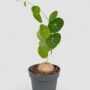 Stephania Pierrei Erecta - Plante à Caudex
