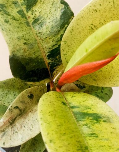 Ficus shivereana moonshine variegata alternative