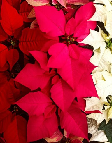 Coffret 4 poinsettia alternative