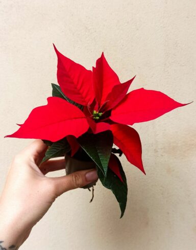 poinsettia