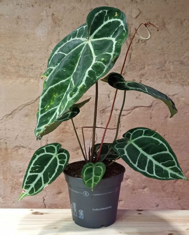 anthurium crystallinum