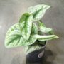 Scindapsus pictus trebie