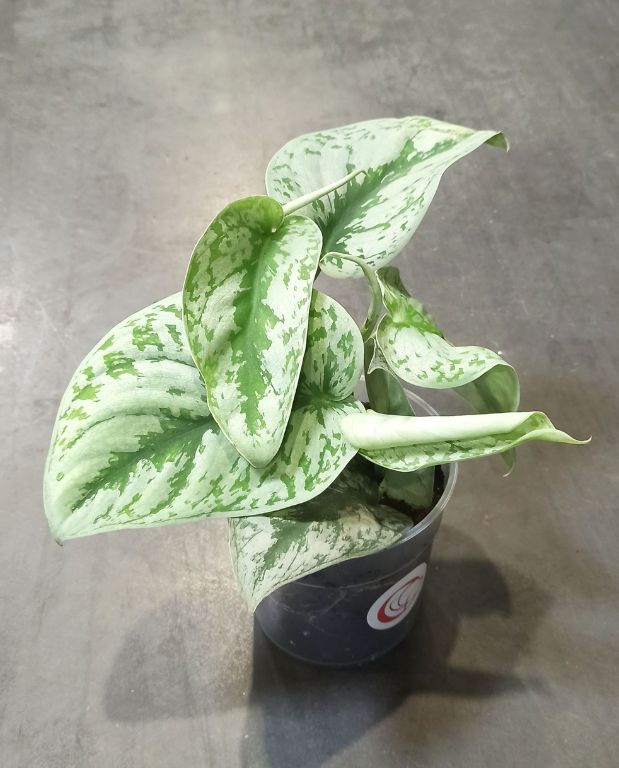 Scindapsus pictus trebie