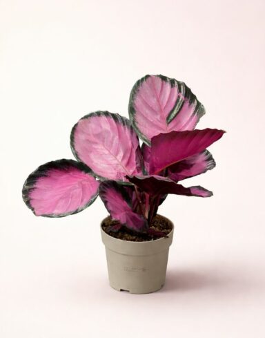 Calathea Roseopicta Crimson