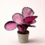Calathea Roseopicta Crimson
