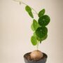 Stephania Pierrei Erecta - Plante à Caudex