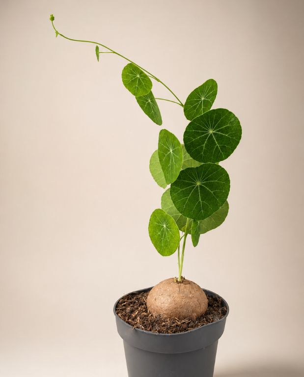 Stephania Pierrei Erecta - Plante à Caudex