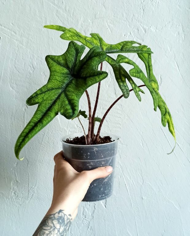 plante alocasia jacklyn dans son pot transparent